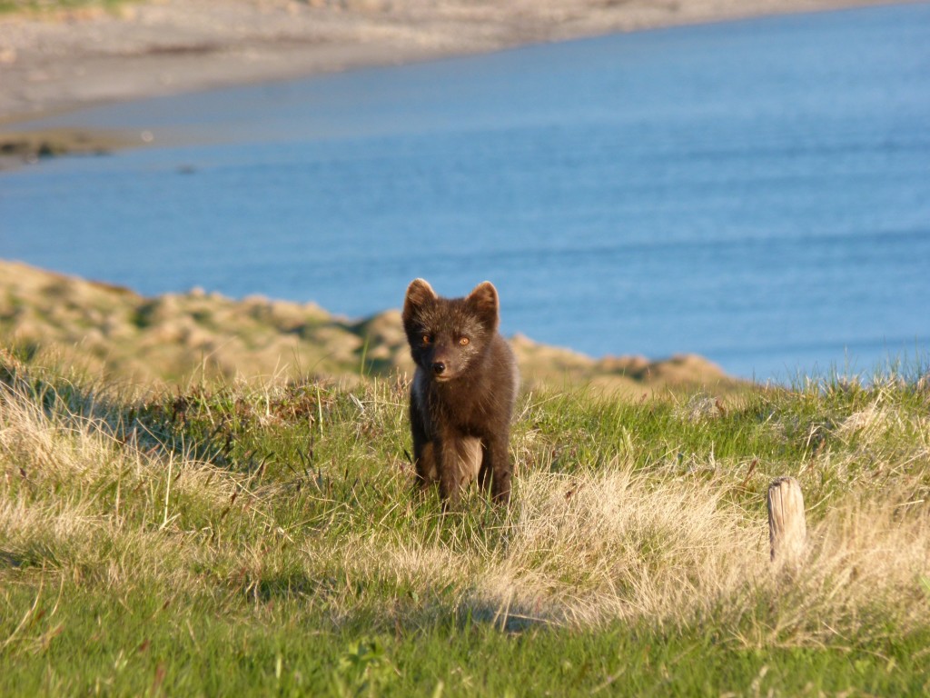 arctic-fox_01