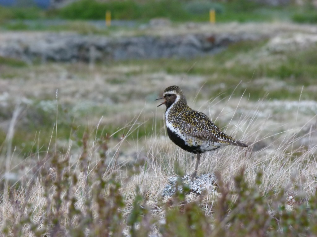 e-golden-plover