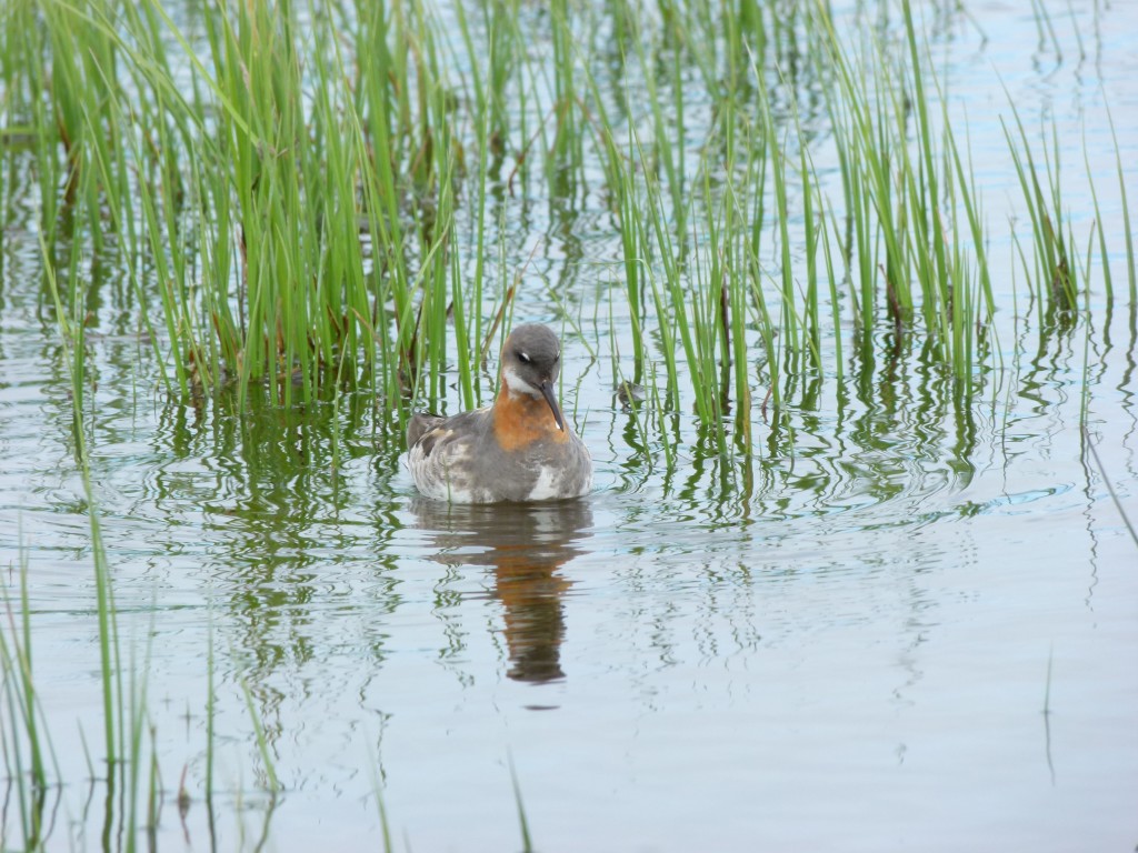 red-necked-phalarope_01