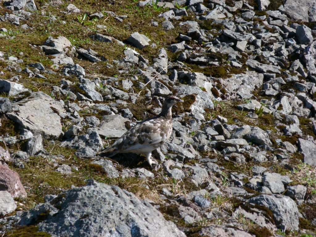 rock-ptarmigan
