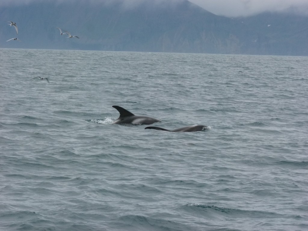 white-beaked-dolphins