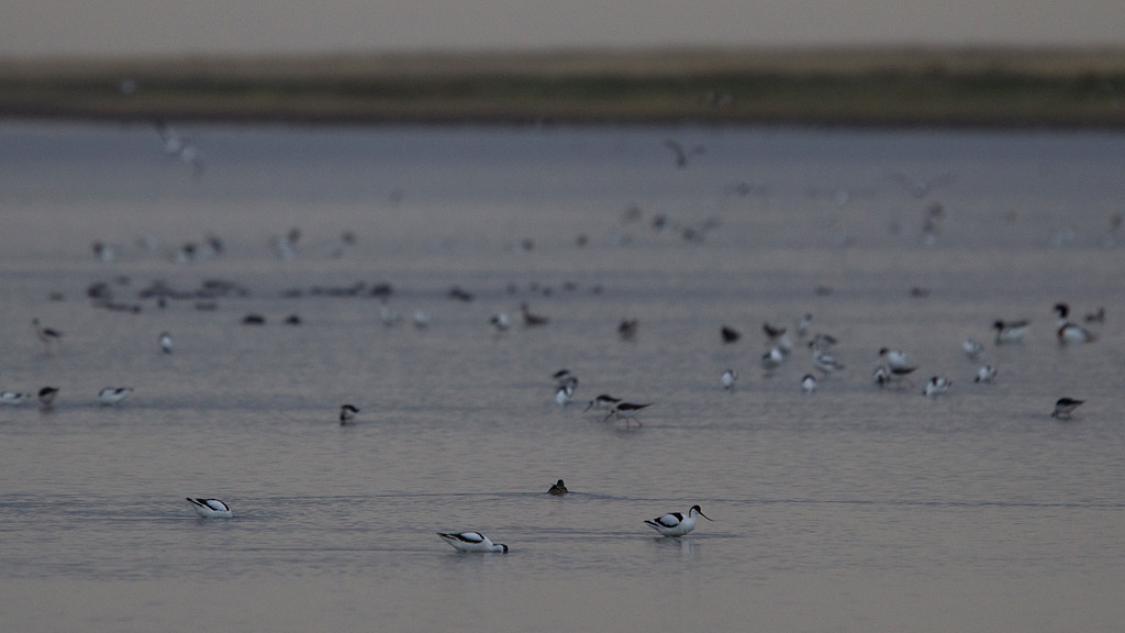 12_blog_hhimantopus_MPU_01
