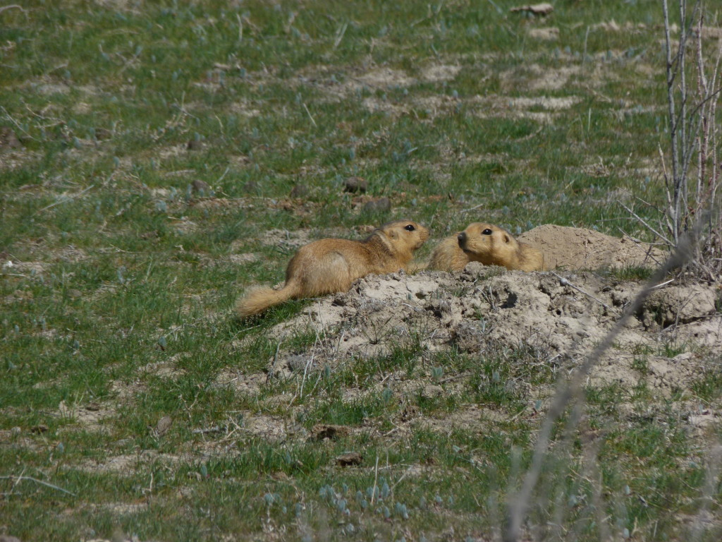 12_blog_110406_spermophilus_P1030915