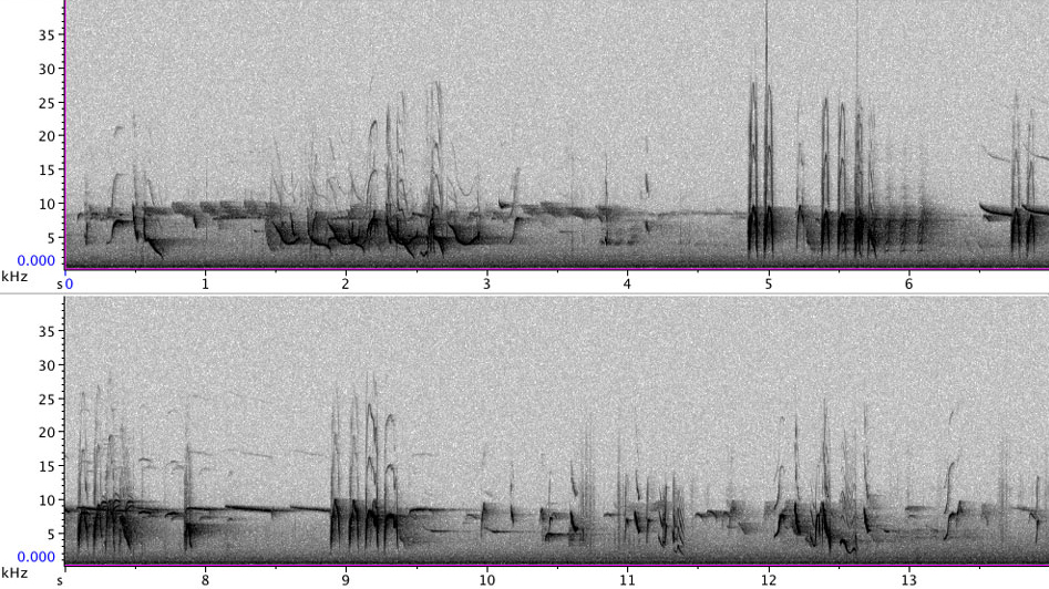 13_blog_PFR07501_1-10_130204_matit-palustris-3-SOC-S-C-EC_gcrest_cotit_gtit_ebtit_ectit_0848h_neudarss_REF-S_1