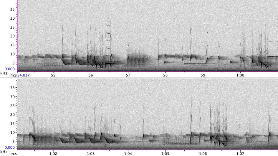 13_blog_PFR07501_1-10_130204_matit-palustris-3-SOC-S-C-EC_gcrest_cotit_gtit_ebtit_ectit_0848h_neudarss_REF-S_2