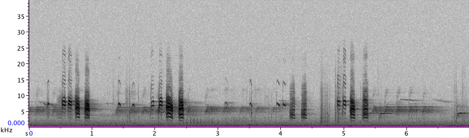 13_blog_PFR07513_1-10_130203_ebtit-caeruleus-2-SOC_cbbird_enhatch_hoocrow_gtit_ectit_0800h_neudarss_REF-S
